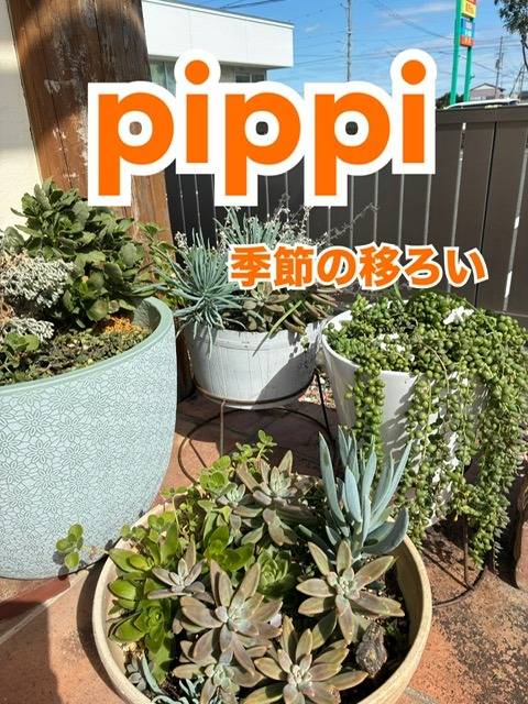 PiPPi